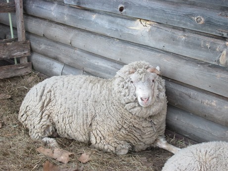 photo of Fat Will the ram